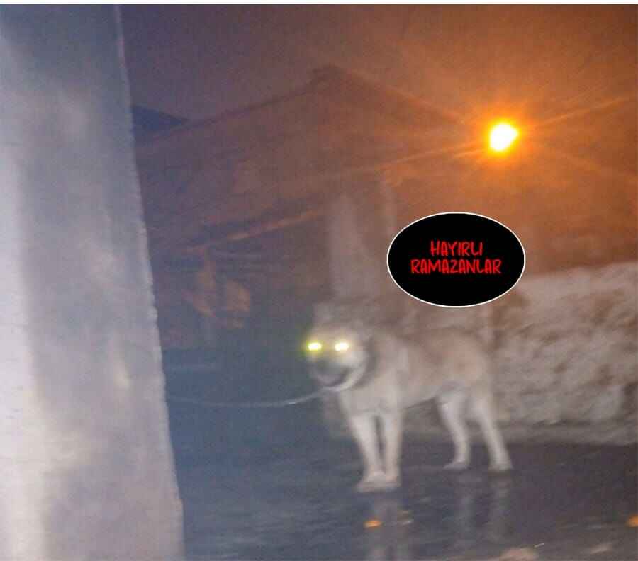 Sayfa 94 — Bölüm 122 — Üstün Görevler